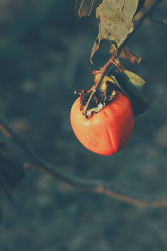 A hachiya variety persimmon hangs from a tree branch.