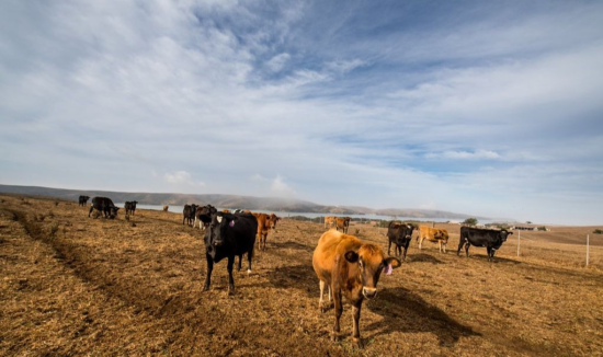 A small herd of dairy cows at the Straus farms, looking towards the camera. There are brown and black cows standing in a field with blue sky above. The cows are tagged on their left ears.