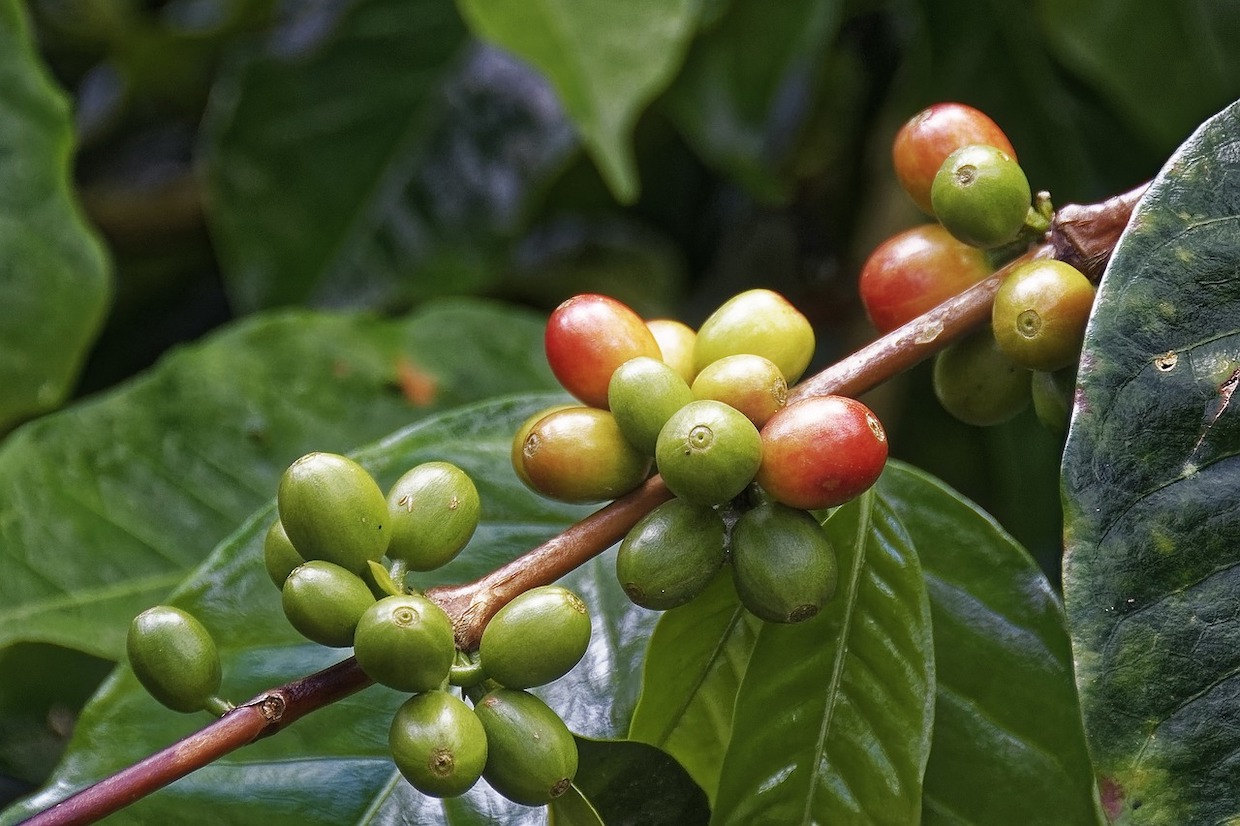 coffee plant Guatemala