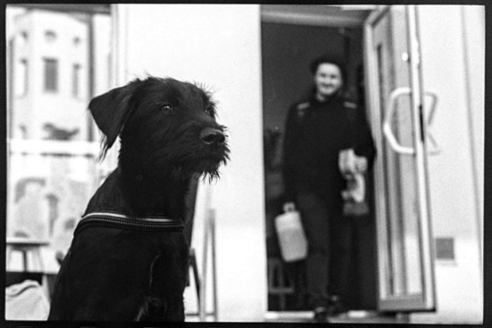 Photo of a black shaggy dog with floppy ears, with the dog's owner coming out of a door behind him, carrying a gallon of liquid and wearing a hat. 