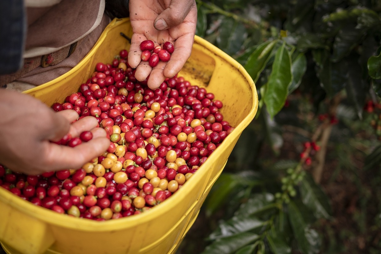 coffee farming picking