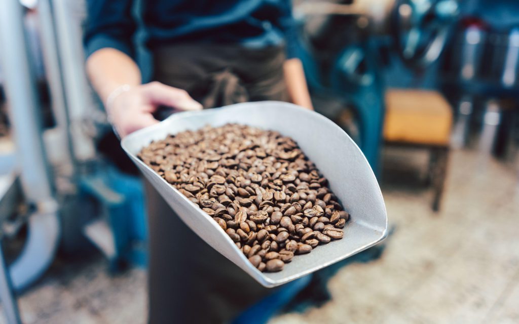 A roaster holds a scoop of freshly roasted coffee beans.
