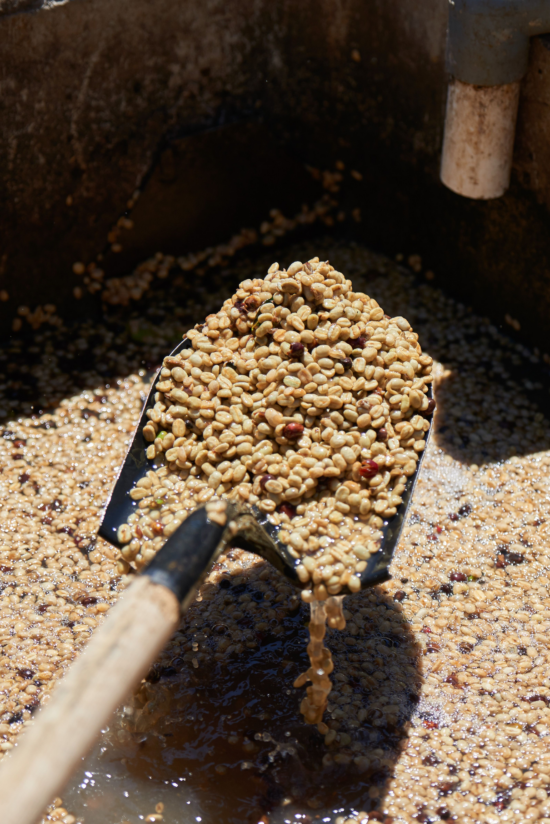A garden shovel lifts up seeds that have been left to ferment a second time in water. A few unsorted cherry fruits remain to be removed.