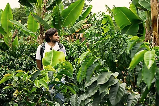 A young man in a white shirt stands amid tall green foliage on a farm in Colombia.