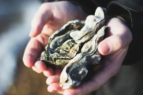 A large oyster shell is held out by human hands. The oyster is large, gray and white mottled, and bumpy in texture.