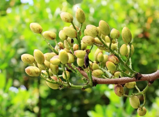 Pistachios growing on a tree in clusters, dark yellow in color, on a bare branch. The seeds grow facing up instead of hanging down.