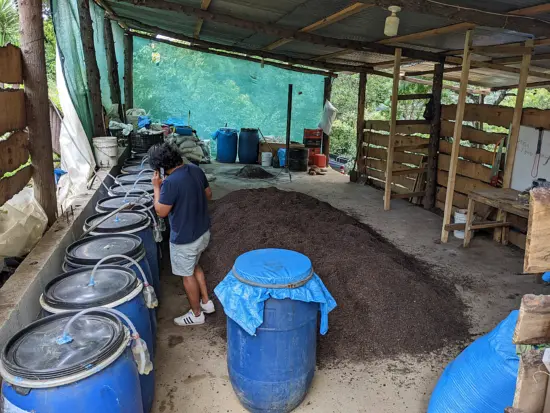 On a covered patio, coffee beans are resting on the floor. Blue barrels with hoses coming out of the top hold fermenting coffees. Felipe, the owner, is looking over a barrel. Wooden slats form walls around the patio. At the end of the patio, there is green forest.
