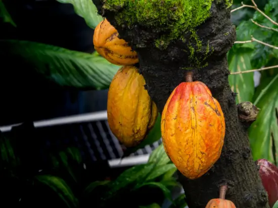 The cacao fruit on a tree. Three large lemon-shaped fruits have color varying from yellow to deep orange. Green moss grows alongside on sections of the dark tree trunk.
