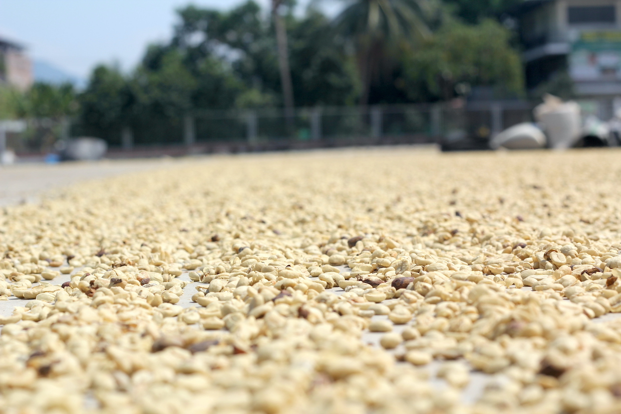 Coffee parchment drying Daily Coffee News