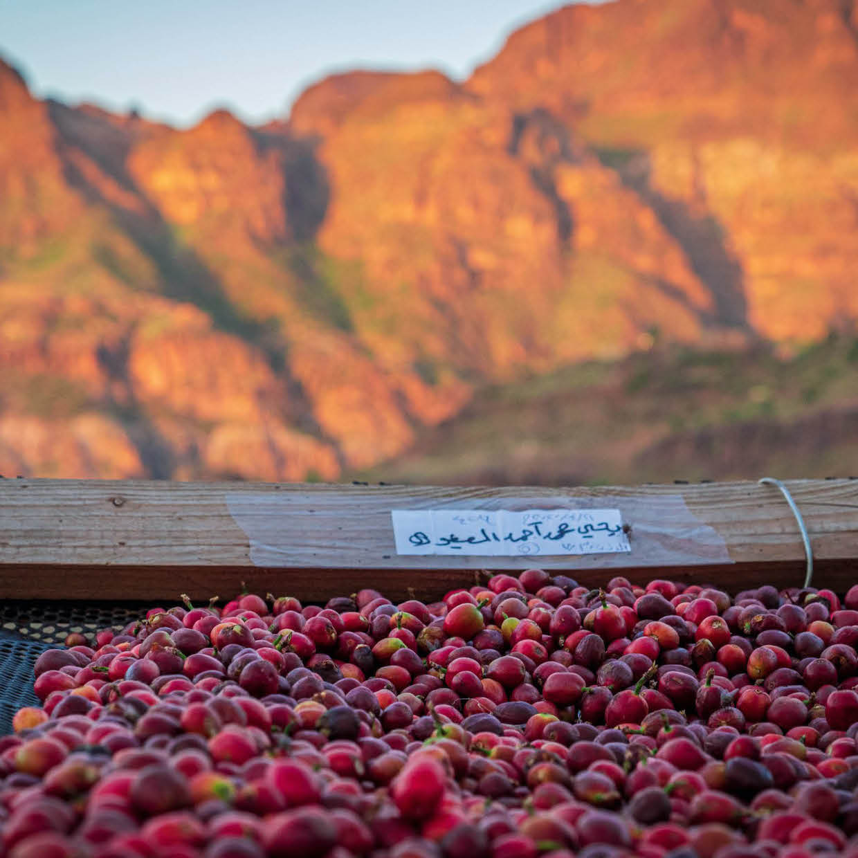 Qima Coffee – Coffee cherries from Bani Ofair