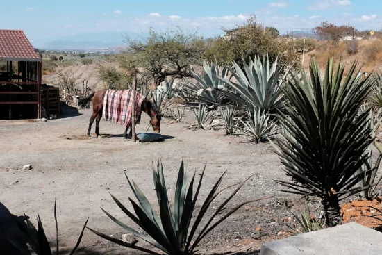 A donkey in a blanket drinks water at an agave farm.