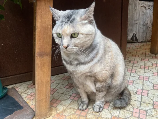 A tabby cat with tan, white, and light gray fur, green eyes and curled striped tail. She sits on pink and white tile.