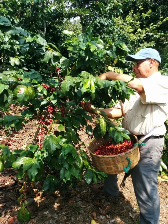 A man picks coffee cherries from a coffee tree taller than him.