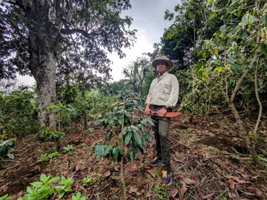 A man with a farm machete and sun hate stands beside a coffee tree on the farm, with larger trees behind him.